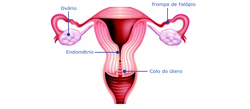 Sistema Reprodutor Feminino