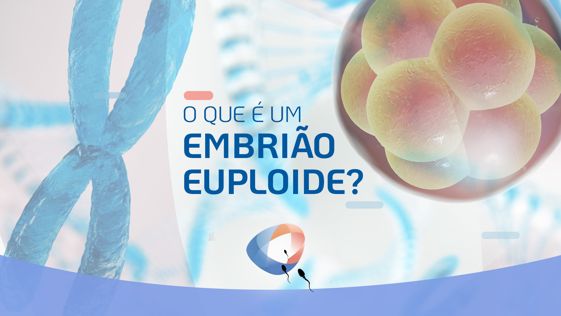 O que é um embrião euploide?